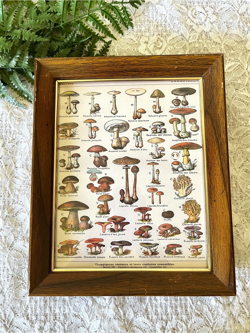 Vintage Solid Wood Framed French Mushroom “Champignons” Scientific Chart 8x10